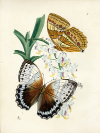 Westwood Insect & Butterfly Print 1848 Morpho Camadeva Butterfly - Panteek Antique Prints