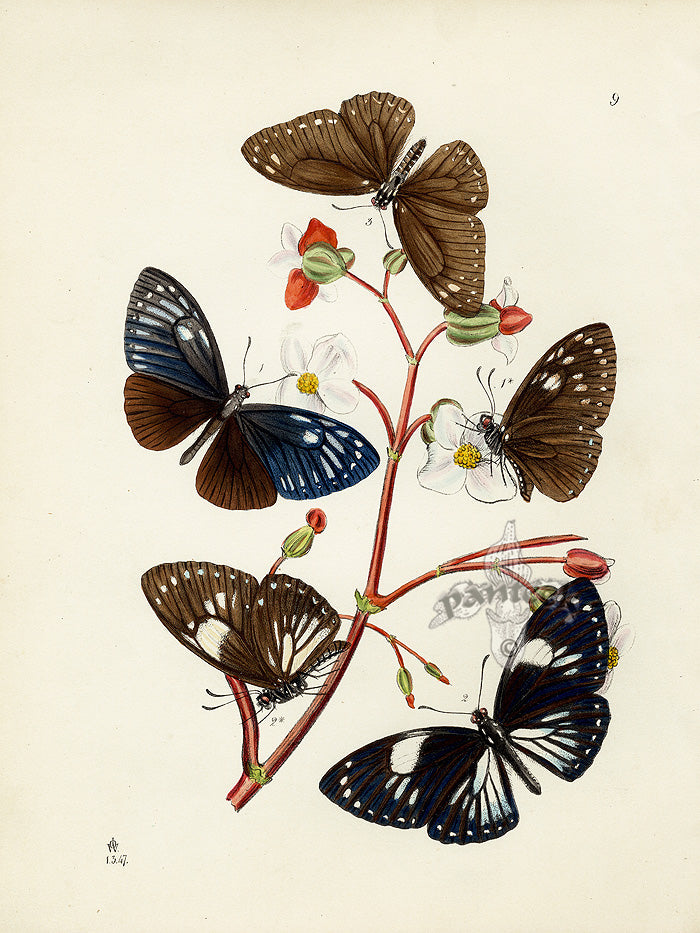 Westwood Insect & Butterfly Print 1848 Paradoxus Butterfly
