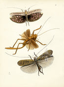 Westwood Insect & Butterfly Print 1848 Phaneroptera Perlaria Insect - Panteek Antique Prints