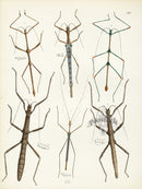 Westwood Insect & Butterfly Print 1848 Phasma Walking Stick - Panteek Antique Prints