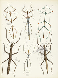 Westwood Insect & Butterfly Print 1848 Phasma Walking Stick - Panteek Antique Prints