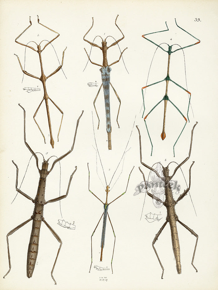 Westwood Insect & Butterfly Print 1848 Phasma Walking Stick