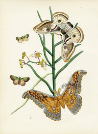 Westwood Insect & Butterfly Print 1848 Saturnia Larissa Moth - Panteek Antique Prints