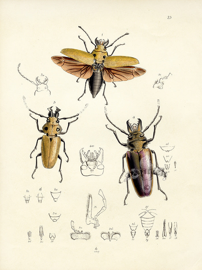 Westwood Insect & Butterfly Print 1848 Trictenotoma Beetle