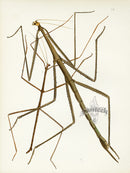 Westwood Insect & Butterfly Print 1848 Walking Stick Bacteria - Panteek Antique Prints