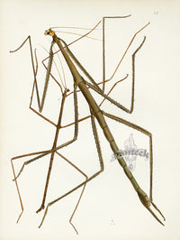 Westwood Insect & Butterfly Print 1848 Walking Stick Bacteria - Panteek Antique Prints
