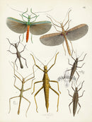 Westwood Insect & Butterfly Print 1848 Walking Stick Phasma - Panteek Antique Prints