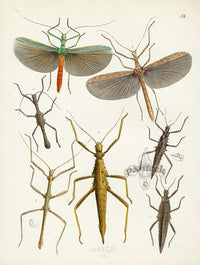 Westwood Insect & Butterfly Print 1848 Walking Stick Phasma - Panteek Antique Prints
