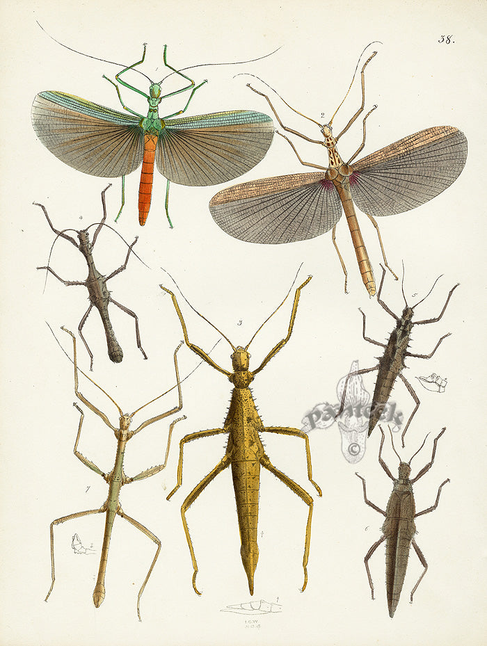 Westwood Insect & Butterfly Print 1848 Walking Stick Phasma