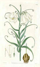 White Flower Fritillaria Curtis Carnivorous Botanical - Panteek Antique Prints