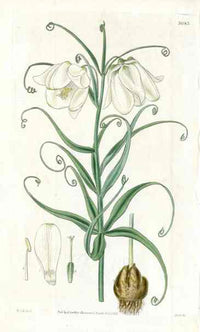 White Flower Fritillaria Curtis Carnivorous Botanical - Panteek Antique Prints