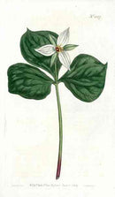 White Trillium Erectus Curtis Carnivorous Botanical - Panteek Antique Prints
