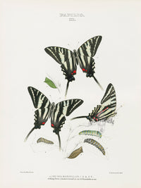 William Edwards American Antique Butterfly Print Ajax Marcellus - Panteek Antique Prints