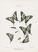 William Edwards American Antique Butterfly Print Ajax Walshii - Panteek Antique Prints