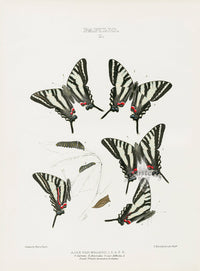 William Edwards American Antique Butterfly Print Ajax Walshii - Panteek Antique Prints