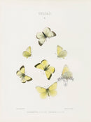 William Edwards American Antique Butterfly Print Alexandra, Helena - Panteek Antique Prints