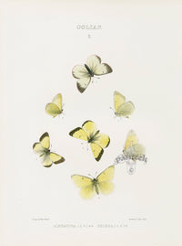 William Edwards American Antique Butterfly Print Alexandra, Helena - Panteek Antique Prints