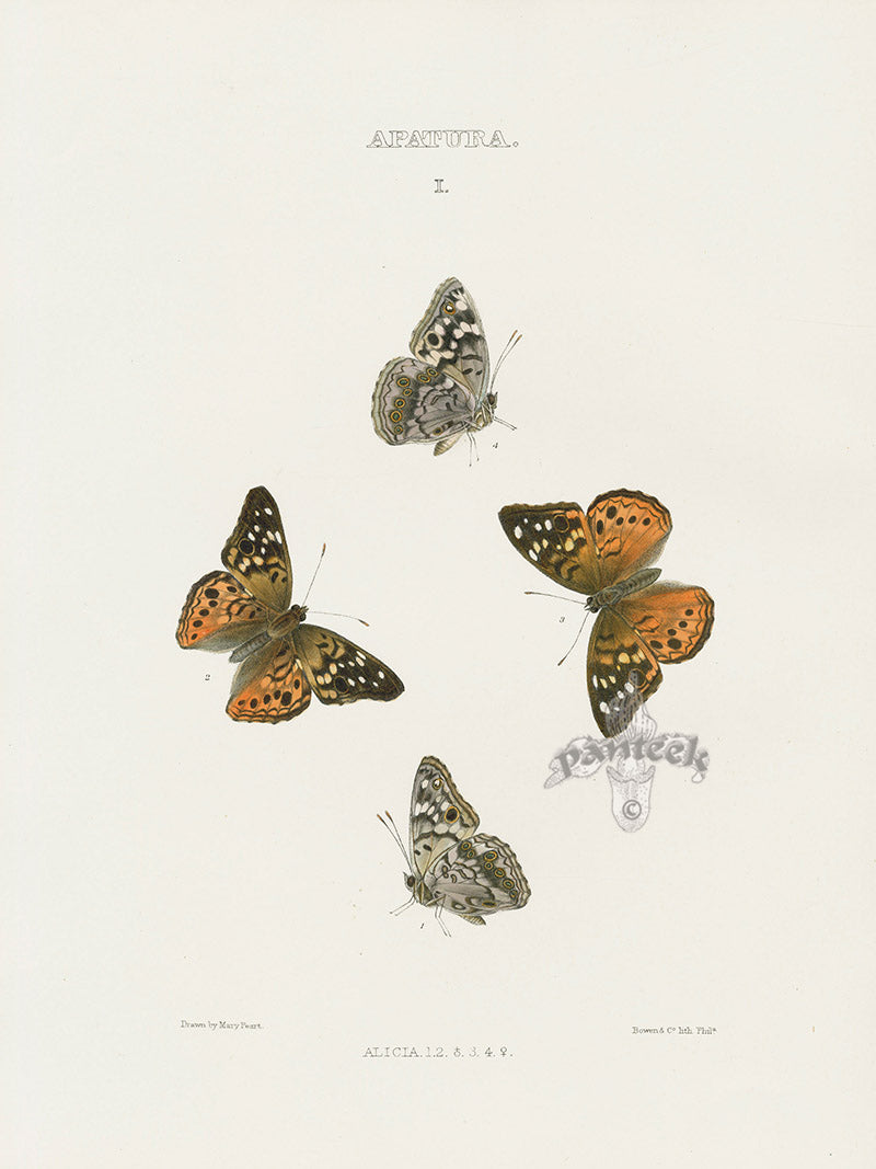 William Edwards American Antique Butterfly Print Alicia