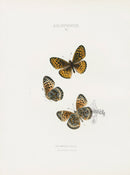 William Edwards American Antique Butterfly Print Atlantis - Panteek Antique Prints