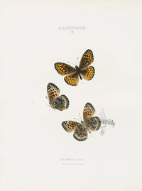 William Edwards American Antique Butterfly Print Atlantis - Panteek Antique Prints