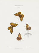 William Edwards American Antique Butterfly Print Behrensii - Panteek Antique Prints