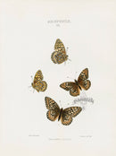 William Edwards American Antique Butterfly Print Callippe - Panteek Antique Prints
