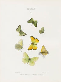 William Edwards American Antique Butterfly Print Christina, Behrii - Panteek Antique Prints
