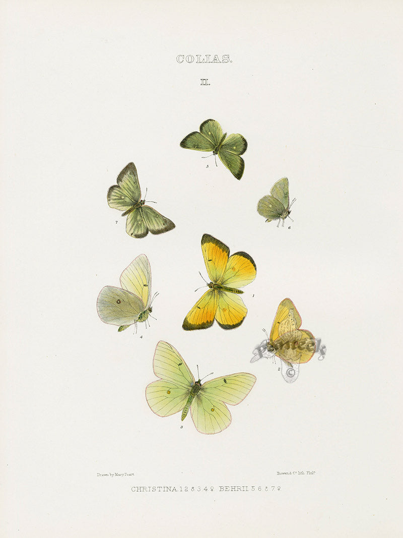William Edwards American Antique Butterfly Print Christina, Behrii