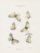 William Edwards American Antique Butterfly Print Clarius, Clodius - Panteek Antique Prints