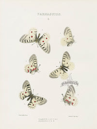 William Edwards American Antique Butterfly Print Clarius, Clodius - Panteek Antique Prints