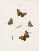 William Edwards American Antique Butterfly Print Dryas - Panteek Antique Prints
