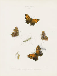William Edwards American Antique Butterfly Print Dryas - Panteek Antique Prints