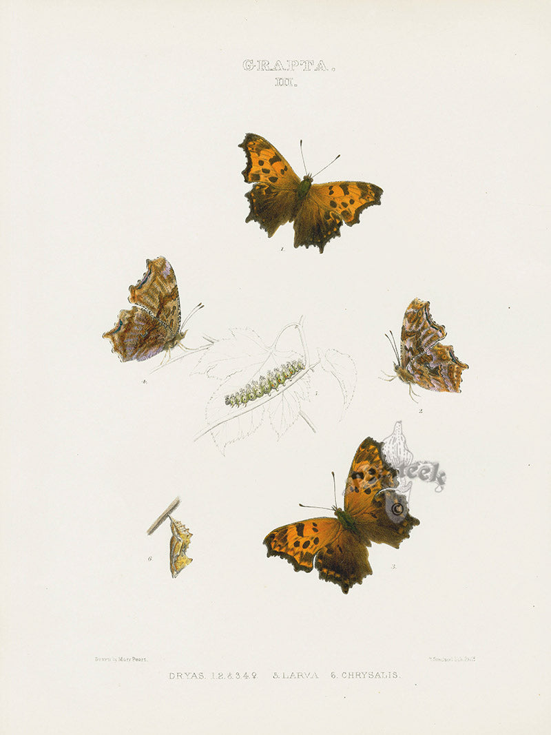 William Edwards American Antique Butterfly Print Dryas