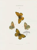 William Edwards American Antique Butterfly Print Edwardsii - Panteek Antique Prints