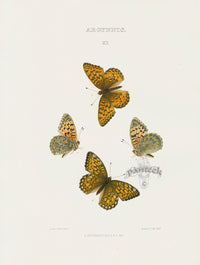 William Edwards American Antique Butterfly Print Edwardsii - Panteek Antique Prints