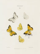 William Edwards American Antique Butterfly Print Eurytheme - Panteek Antique Prints