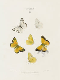 William Edwards American Antique Butterfly Print Eurytheme - Panteek Antique Prints