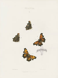 William Edwards American Antique Butterfly Print Faunus - Panteek Antique Prints