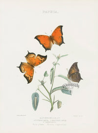 William Edwards American Antique Butterfly Print Glycerium - Panteek Antique Prints