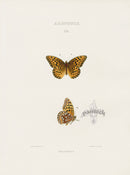 William Edwards American Antique Butterfly Print Halcyone - Panteek Antique Prints