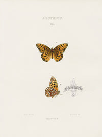William Edwards American Antique Butterfly Print Halcyone - Panteek Antique Prints