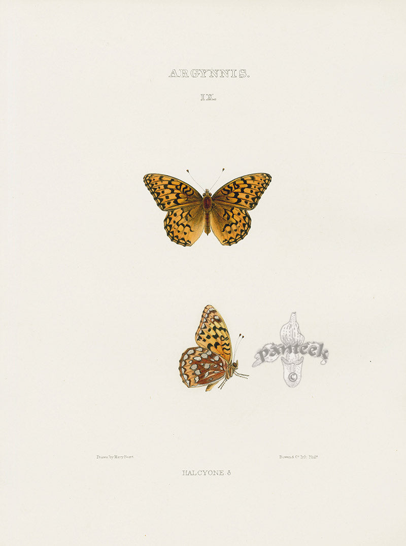 William Edwards American Antique Butterfly Print Halcyone