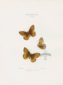 William Edwards American Antique Butterfly Print Hesperis - Panteek Antique Prints