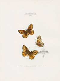 William Edwards American Antique Butterfly Print Hesperis - Panteek Antique Prints
