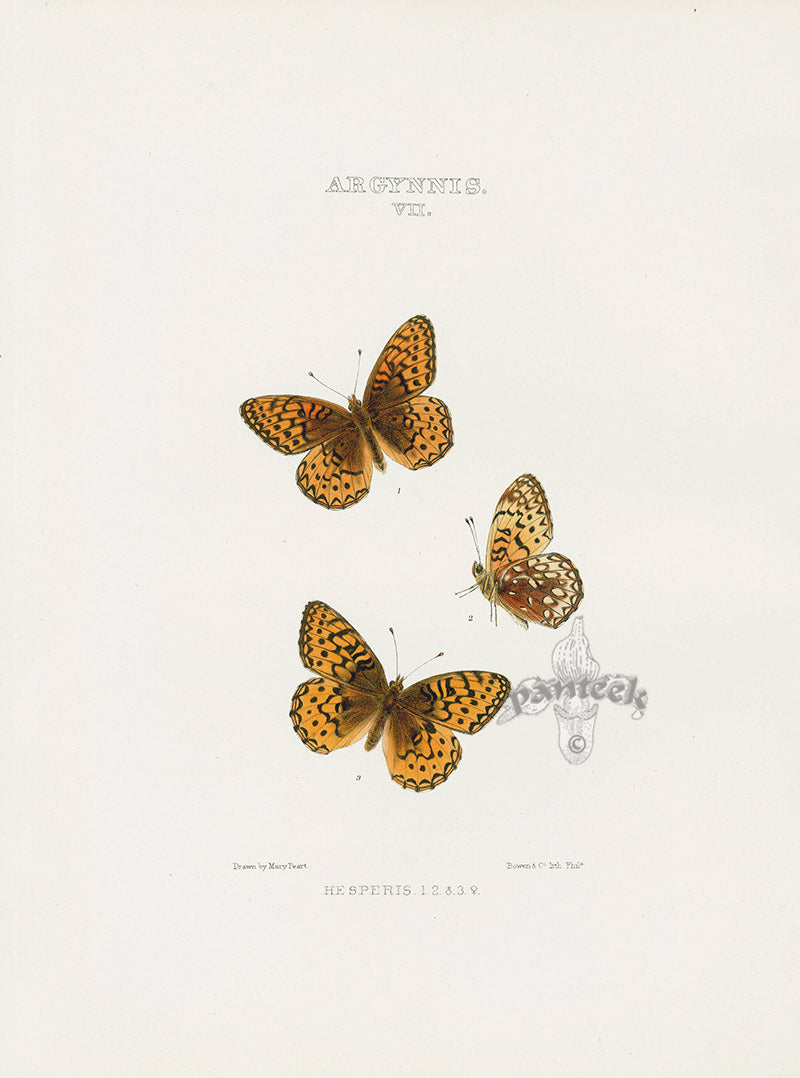 William Edwards American Antique Butterfly Print Hesperis