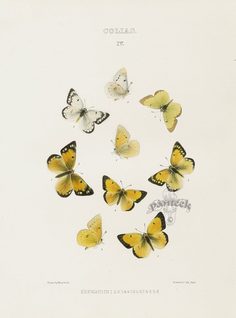 William Edwards American Antique Butterfly Print Keewaydin