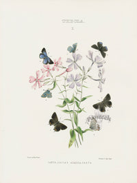 William Edwards American Antique Butterfly Print Laeta, Acadia - Panteek Antique Prints