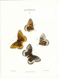 William Edwards American Antique Butterfly Print Leto - Panteek Antique Prints