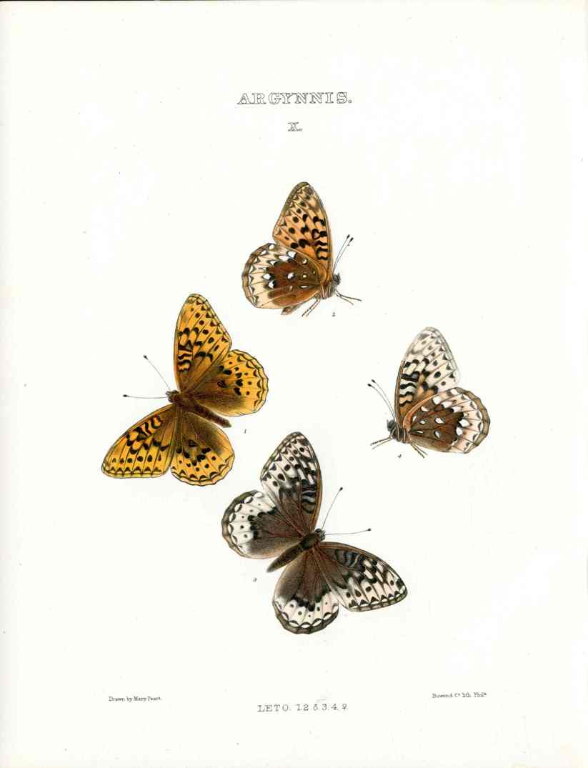 William Edwards American Antique Butterfly Print Leto