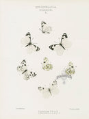 William Edwards American Antique Butterfly Print Menapia, Beckerii - Panteek Antique Prints